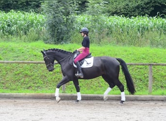 Weitere Warmblüter, Stute, 4 Jahre, 174 cm, Rappe