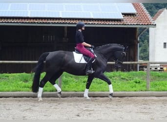 Weitere Warmblüter, Stute, 4 Jahre, 174 cm, Rappe