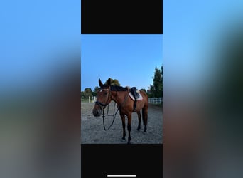 Weitere Warmblüter, Stute, 4 Jahre, 175 cm, Brauner