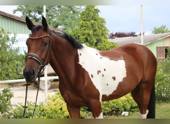 Weitere Warmblüter, Stute, 4 Jahre, Schecke