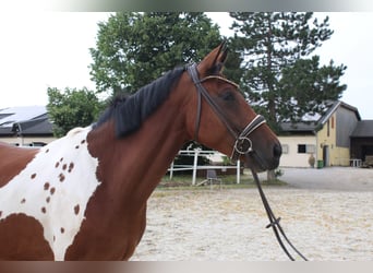 Weitere Warmblüter, Stute, 4 Jahre, Schecke