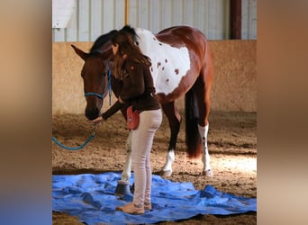 Weitere Warmblüter, Stute, 4 Jahre, Schecke