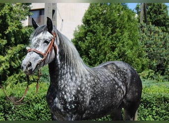 Weitere Warmblüter, Stute, 5 Jahre, 150 cm, Apfelschimmel