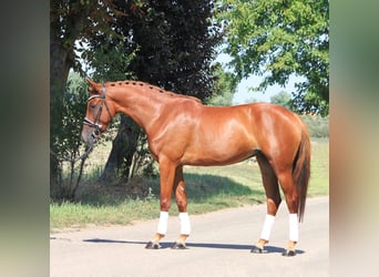 Weitere Warmblüter, Stute, 5 Jahre, 150 cm, Fuchs