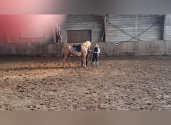 Weitere Warmblüter, Stute, 5 Jahre, 153 cm, Palomino