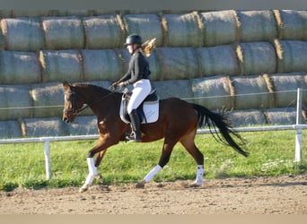 Weitere Warmblüter, Stute, 5 Jahre, 155 cm, Brauner