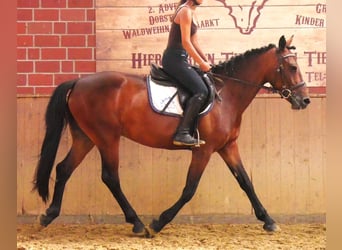 Weitere Warmblüter Mix, Stute, 5 Jahre, 155 cm