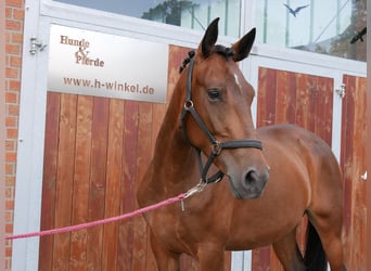 Weitere Warmblüter Mix, Stute, 5 Jahre, 155 cm