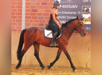 Weitere Warmblüter Mix, Stute, 5 Jahre, 155 cm