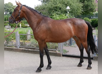 Weitere Warmblüter Mix, Stute, 5 Jahre, 155 cm