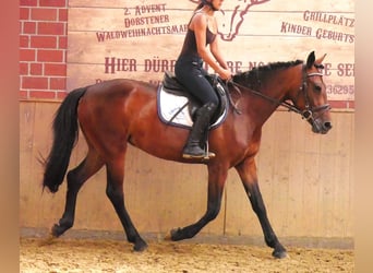 Weitere Warmblüter Mix, Stute, 5 Jahre, 155 cm