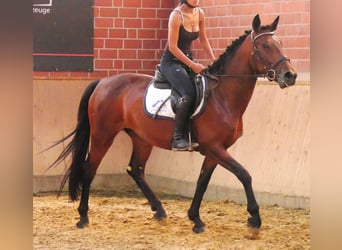 Weitere Warmblüter Mix, Stute, 5 Jahre, 155 cm