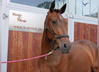 Weitere Warmblüter Mix, Stute, 5 Jahre, 155 cm