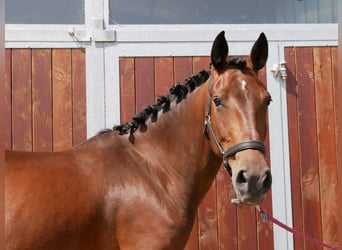 Weitere Warmblüter Mix, Stute, 5 Jahre, 155 cm