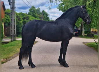 Weitere Warmblüter, Stute, 5 Jahre, 155 cm, Rappe