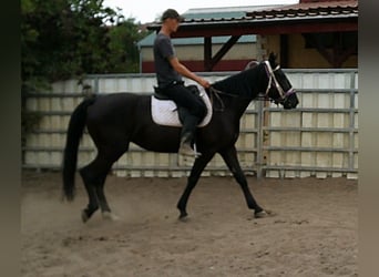 Weitere Warmblüter, Stute, 5 Jahre, 155 cm, Rappe