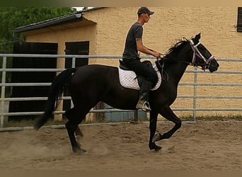 Weitere Warmblüter, Stute, 5 Jahre, 155 cm, Rappe