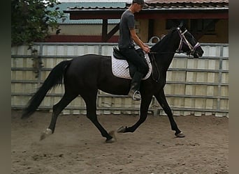 Weitere Warmblüter, Stute, 5 Jahre, 155 cm, Rappe