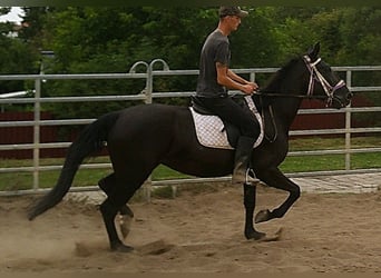 Weitere Warmblüter, Stute, 5 Jahre, 155 cm, Rappe