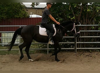 Weitere Warmblüter, Stute, 5 Jahre, 155 cm, Rappe