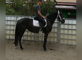 Weitere Warmblüter, Stute, 5 Jahre, 155 cm, Rappe