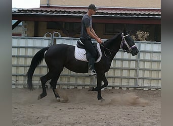 Weitere Warmblüter, Stute, 5 Jahre, 155 cm, Rappe