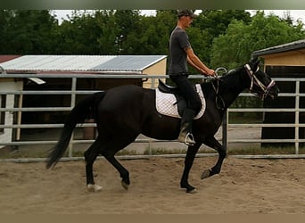 Weitere Warmblüter, Stute, 5 Jahre, 155 cm, Rappe