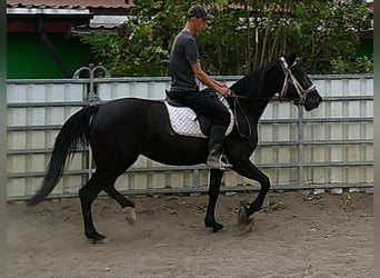 Weitere Warmblüter, Stute, 5 Jahre, 155 cm, Rappe