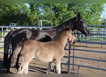 Weitere Warmblüter, Stute, 5 Jahre, 155 cm, Rappe