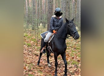 Weitere Warmblüter, Stute, 5 Jahre, 155 cm, Rappe