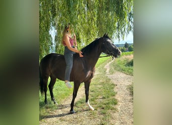 Weitere Warmblüter Mix, Stute, 5 Jahre, 155 cm, Rappe