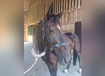 Weitere Warmblüter, Stute, 5 Jahre, 158 cm, Schwarzbrauner
