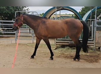 Weitere Warmblüter, Stute, 5 Jahre, 160 cm, Brauner