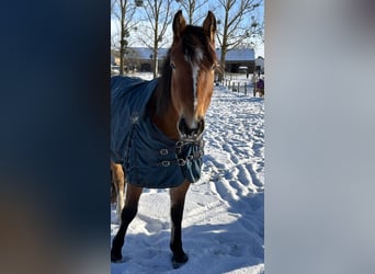 Weitere Warmblüter, Stute, 5 Jahre, 160 cm, Brauner