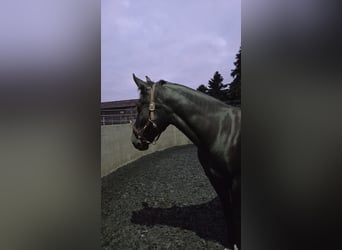 Weitere Warmblüter, Stute, 5 Jahre, 160 cm, Rappe