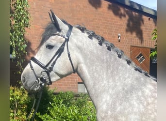 Weitere Warmblüter, Stute, 5 Jahre, 160 cm, Schimmel