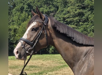 Weitere Warmblüter, Stute, 5 Jahre, 160 cm, Schwarzbrauner
