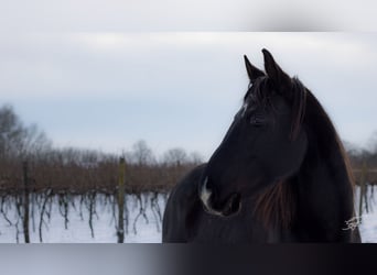 Weitere Warmblüter Mix, Stute, 5 Jahre, 160 cm, Schwarzbrauner