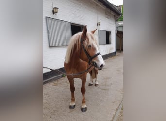 Weitere Warmblüter Mix, Stute, 5 Jahre, 162 cm, Fuchs