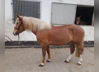 Weitere Warmblüter Mix, Stute, 5 Jahre, 162 cm, Fuchs