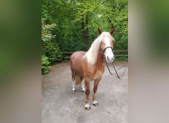 Weitere Warmblüter Mix, Stute, 5 Jahre, 162 cm, Fuchs