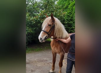 Weitere Warmblüter Mix, Stute, 5 Jahre, 162 cm, Fuchs