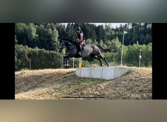 Weitere Warmblüter, Stute, 5 Jahre, 162 cm, Schimmel