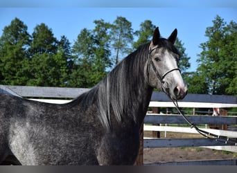 Weitere Warmblüter, Stute, 5 Jahre, 163 cm, Apfelschimmel