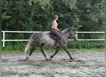 Weitere Warmblüter, Stute, 5 Jahre, 163 cm, Apfelschimmel