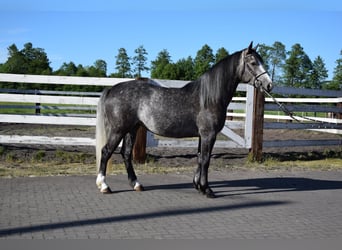 Weitere Warmblüter, Stute, 5 Jahre, 163 cm, Apfelschimmel