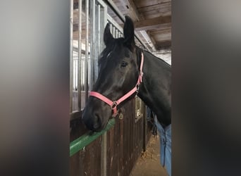 Weitere Warmblüter, Stute, 5 Jahre, 163 cm, Rappe