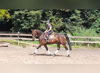 Weitere Warmblüter, Stute, 5 Jahre, 164 cm, Dunkelbrauner