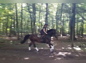 Weitere Warmblüter, Stute, 5 Jahre, 164 cm, Dunkelbrauner