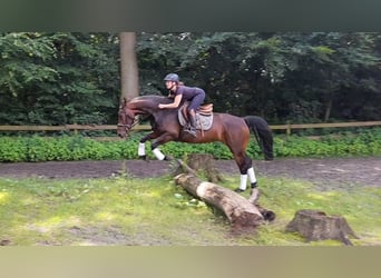 Weitere Warmblüter, Stute, 5 Jahre, 164 cm, Dunkelbrauner